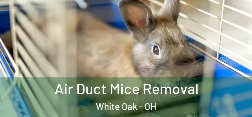 Air Duct Mice Removal White Oak - OH